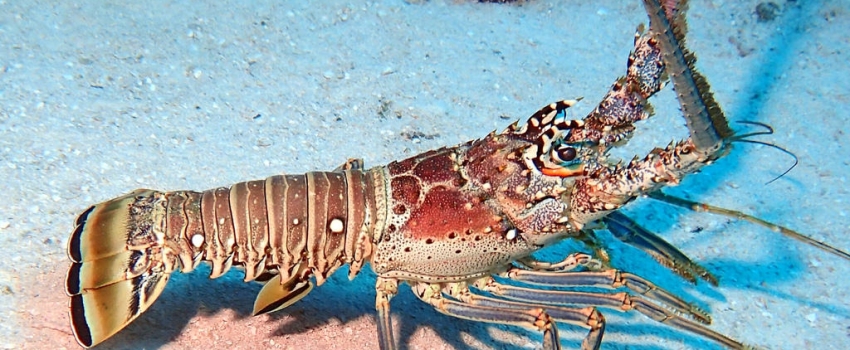 caribbean spiny lobster