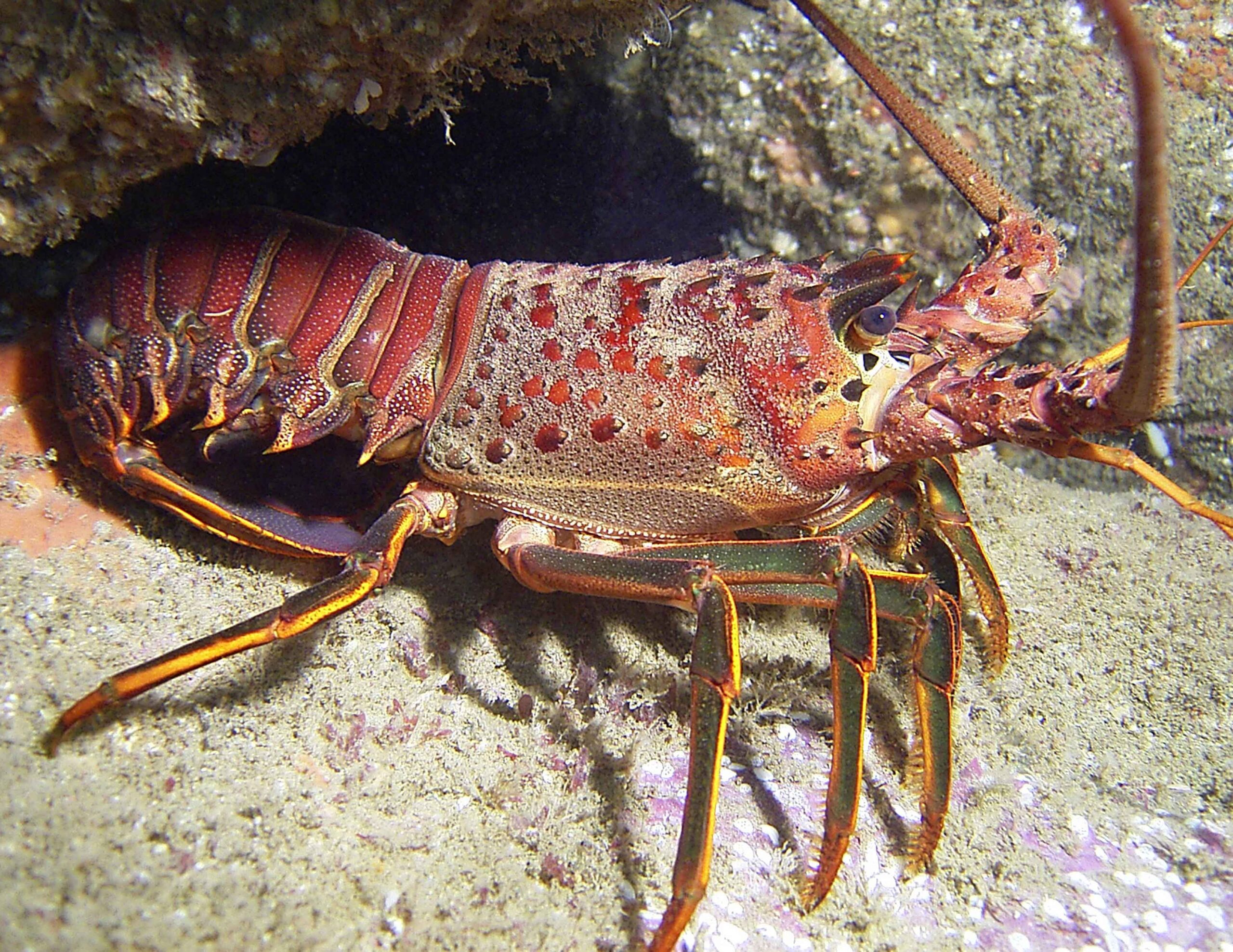 spiny-Lobster