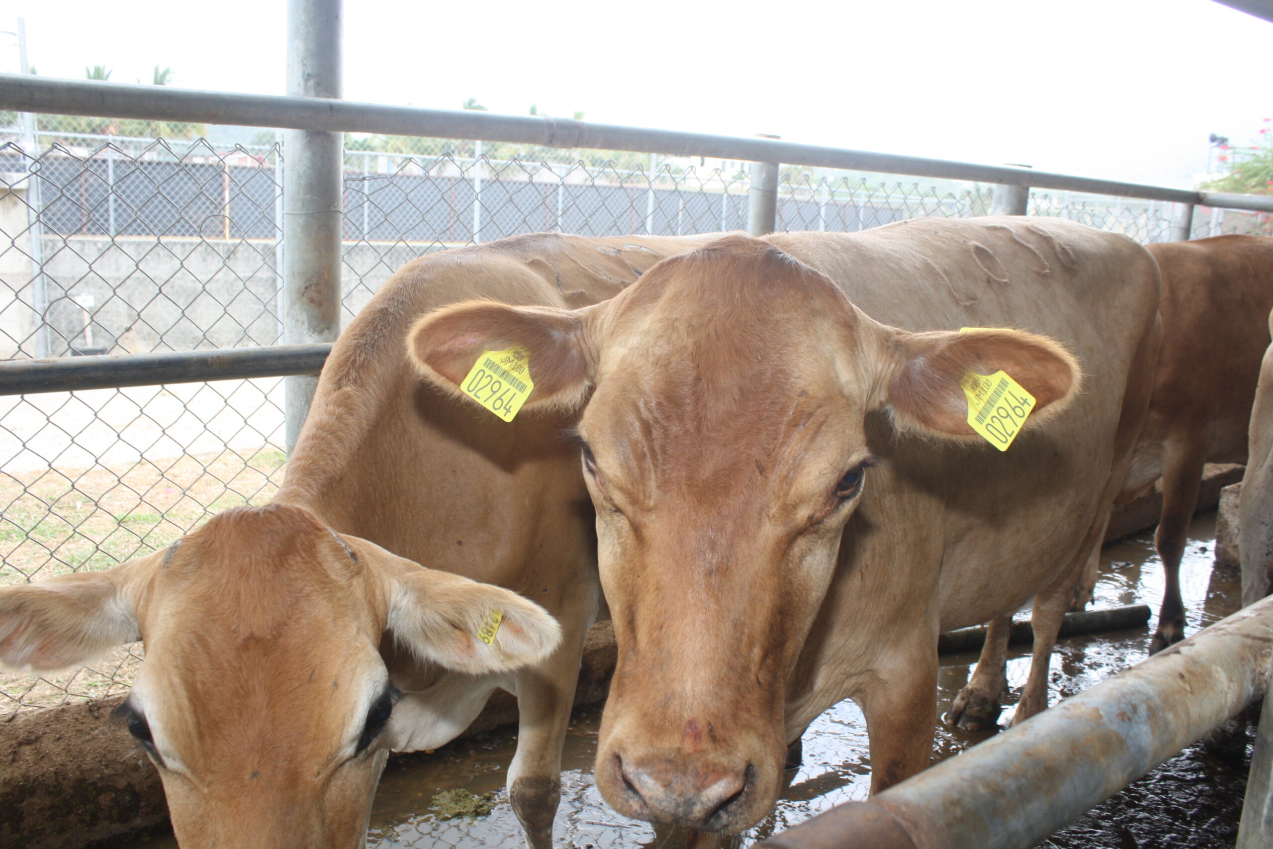 Tag_&_Trace_Cattle