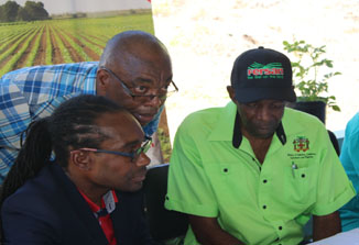 Jamaican_potatoes_for_Cayman