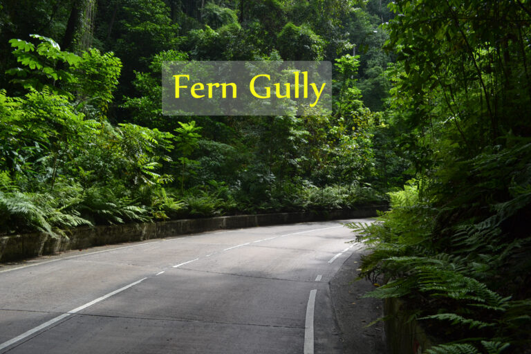 Fern Gully3