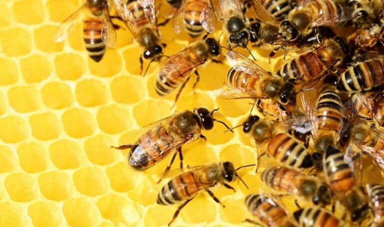 China-Loses-Less-Honey-Bees-Than-US-Europe-325iyl0fchyrt14aqcum80