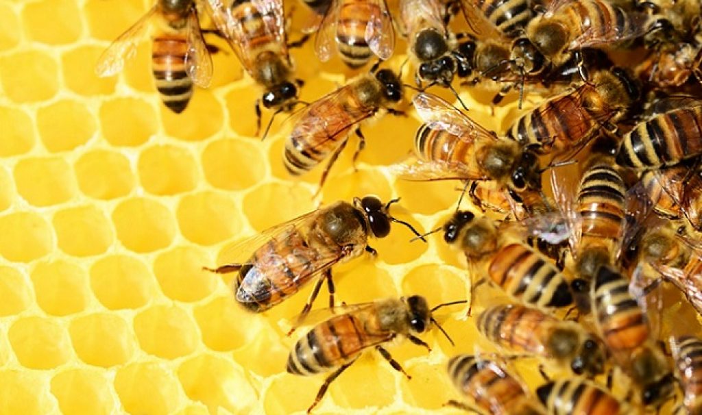 China-Loses-Less-Honey-Bees-Than-US-Europe-325iyl0fchyrt14aqcum80