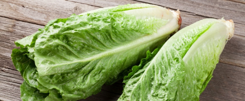 Romaine lettuce