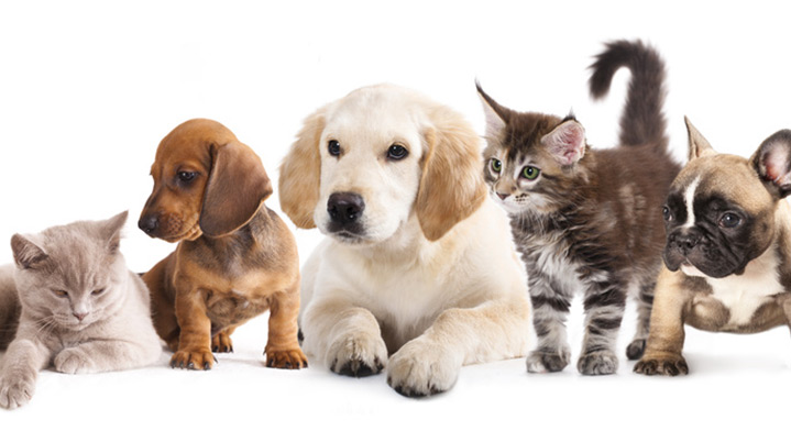 travelinfo-pets-illust3