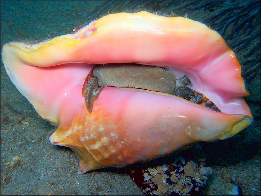 conch