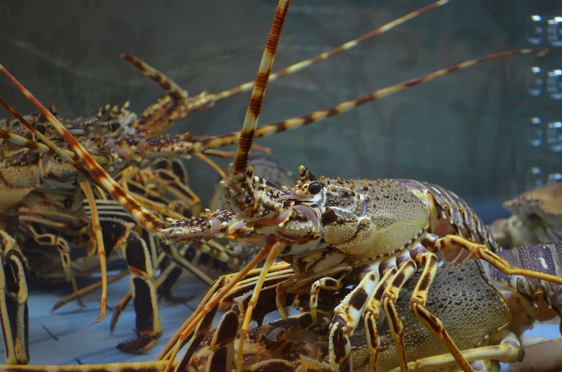 Spiny lobster 6548441d-7410-49be-8e0b-a6ee9fe37e34