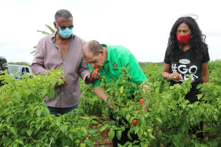West Indian Pepper 1