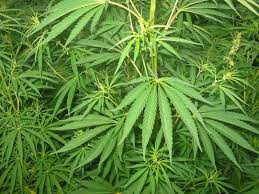 ganja plant